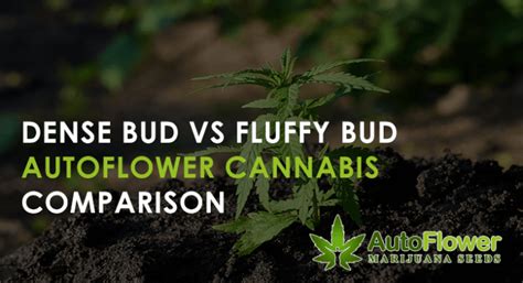 Dense Bud VS Fluffy Bud: Autoflower Cannabis。